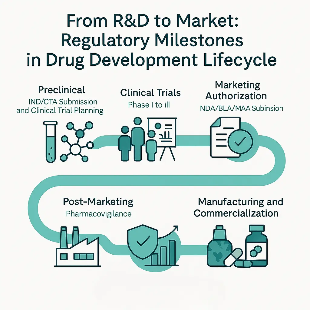 "From R&D to Market: Regulatory Milestones in Drug Development Lifecycle